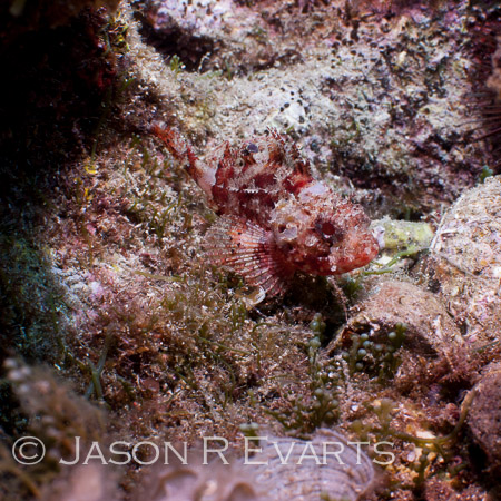 Scorpionfish